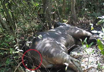 Voi duy nhất ở rừng Tân Phú bị giết để lấy ngà ảnh 3