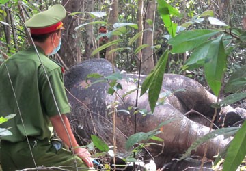 Voi duy nhất ở rừng Tân Phú bị giết để lấy ngà ảnh 2