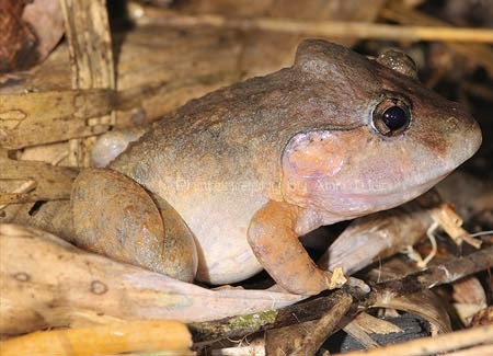 Bởi bậy, trong danh lục sách đỏ của IUCN (2007) loài ếch này được xếp ở bậc DD. Ảnh: Anh Tuấn