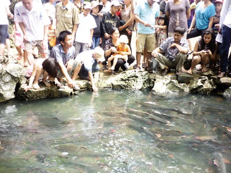 Suối cá thần ở Thanh Hoá:Bí ẩn chờ giải mã ảnh 2
