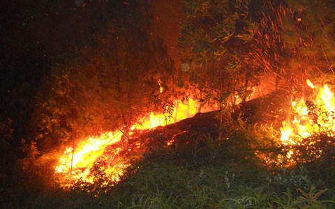 5 vụ cháy rừng liên tiếp, nghi bị đốt, Tin tức trong ngày, 