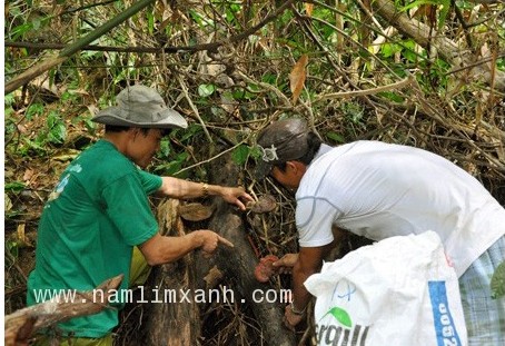 Thợ sơn tràng của Công ty Nông lâm sản Tiên Phước đang hái nấm lim xanh trong rừng nguyên sinh.