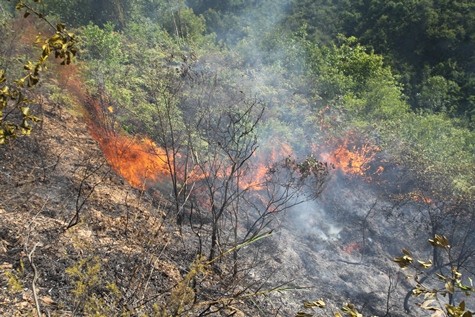 Ngọn lửa thiêu trụi một vạt núi trồng rừng của người dân ở P.Hòa Khánh Nam