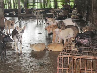 Hơn 1 tấn chó trong chuồng được ông Long Phỉ ở làng Sơn Đông (Thanh Hóa) thu mua để vận chuyển ra Hà Nội. Ảnh: VĂN DUẨN