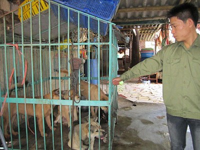 Một điểm thu mua chó ở Nghệ An để đưa ra Thanh Hóa tiêu thụ. Ảnh: HẢI VŨ