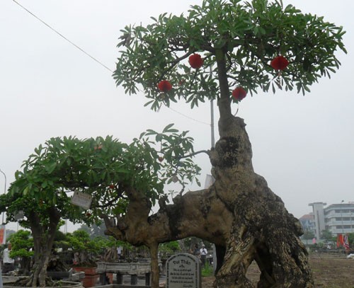 Tác phẩm “Voi thần” của nghệ nhân Lại Quang Hòa (Bắc Ninh). Cây này mọc ở ngọn núi Yên Thế - Bắc Giang, cây có dáng tự nhiên như con voi một ngà. (Nguồn Thanh Niên)