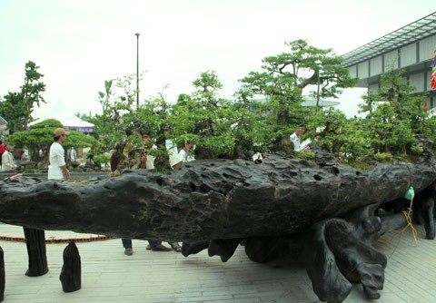 Cây tùng trong bộ tác phẩm "Chiến thắng Bạch Đằng" của anh Thịnh trồng trên thân cây gỗ sáo đen được định giá hơn 70 tỷ đồng bởi sự mới lạ và sáng tạo. (Nguồn 24h)