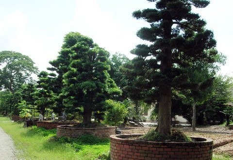Những cây tùng đủ loại, có tuổi đời từ vài chục năm đến hàng trăm năm hội tụ trong khu vườn nhà ông Trầm Bê.