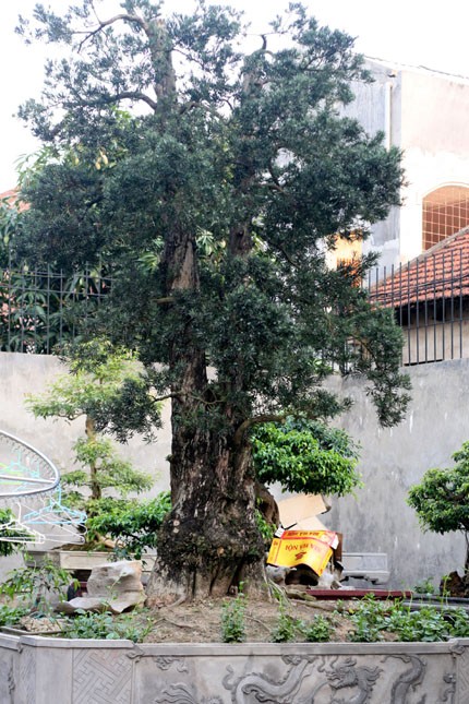 Anh Toàn "đô la" (Việt Trì, Phú Thọ) không chỉ sở hữu cây cổ tùng dáng "Ông bụt" mà còn là chủ nhân của cây cổ tùng có giá tới 2 triệu USD này.