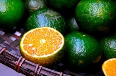Cam Việt Nam có 2 loại: cam xanh quả to, vỏ sần và cam quả tròn, nhỏ có màu xanh vàng (cam Vinh). Do quá trình phòng trừ giống nhện (châm vỏ cam) của VN chưa tốt nên vỏ cam nội thường bị rám.