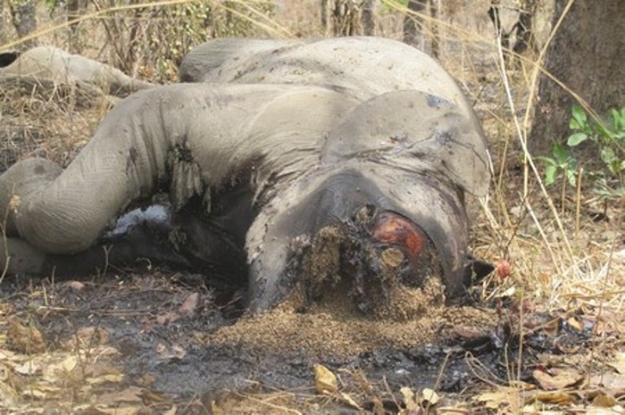 Những con voi bị giết hại tại Công viên Quốc gia Bouba Ndjida, ngày 23/2/2012.