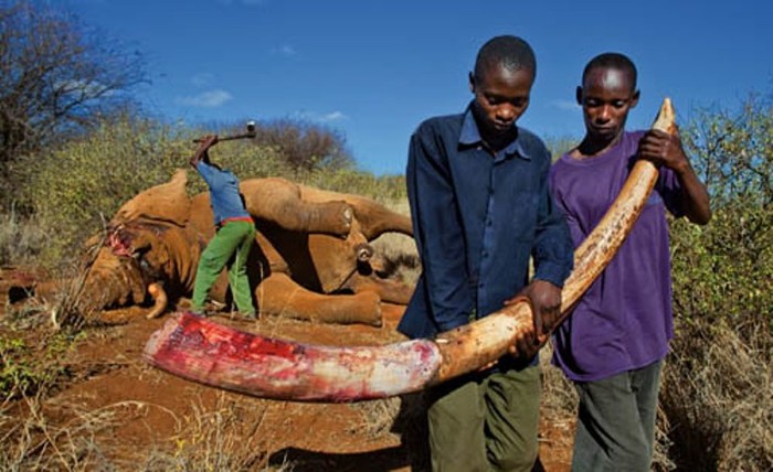 Kiểm lâm cắt ngà khỏi một con voi bị săn trộm và bị giết ở khu rừng quốc gia Amboseli (Kenya). Trong nửa đầu năm 2012, 6 kiểm lâm đã bị giết khi bảo vệ voi, họ cũng giết 23 tay săn trộm voi.