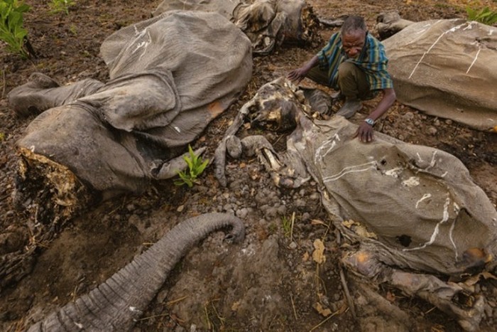 Vườn quốc gia Buoba Ndjidah ở Cameroon ghi nhận, khoảng 300 con voi đã bị giết hại trong vòng 1 thập kỷ qua. Các thợ săn được trang bị khá tốt với súng, lựu đạn, cùng kinh nghiệm săn bắt lâu năm.