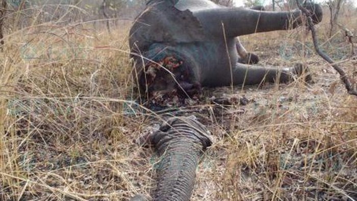 Xác voi nằm tại Công viên quốc gia Bouba Ndjida sau khi bị giết lấy ngà.