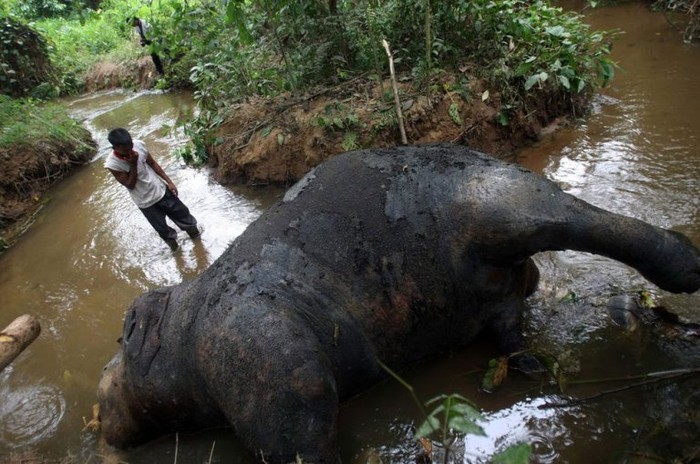 Một chú voi rừng đã bị tàn sát dã man, chặt đầu đẩy xác xuống suối tại thôn Pante Kuyun, huyện Aceh Jaya, tỉnh Jaya, Indonesia. Phần đầu con voi đã bị chặt đứt và mang đi đâu không rõ, xác chú voi rừng bị đẩy xuống con suối nhỏ và đã trương phình.