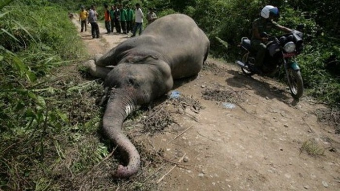 Đầu tháng 5/2012 xác một con voi Sumatra thuộc nhóm cực kỳ nguy cấp vừa được tìm thấy ở tỉnh Aceh của Indonesia. Đây là con voi Sumatra thứ hai chết chỉ trong vòng một tháng và nghi bị đầu độc.