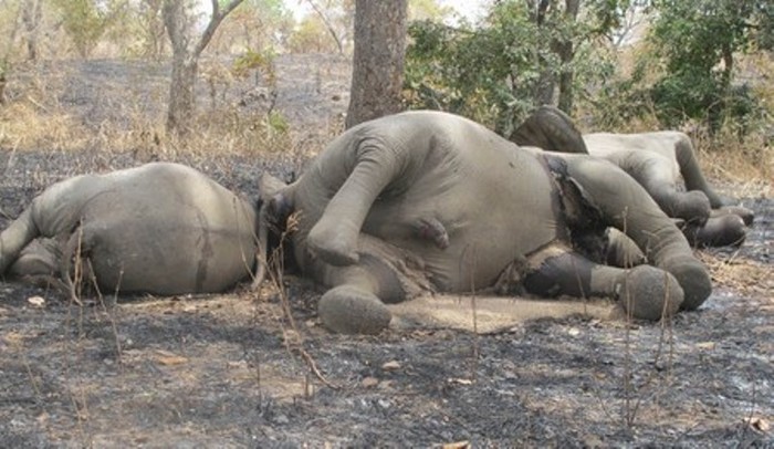 Tại Camơun, chỉ tính trong chưa đầy 2 tháng qua đã có gần 500 con voi bị giết để lấy ngà. Số voi bị giết này đều ở Công viên Quốc gia Bouba Ndjida thuộc miền bắc Camơun và những kẻ săn bắt trộm được cho là từ Xuđăng và Chad.