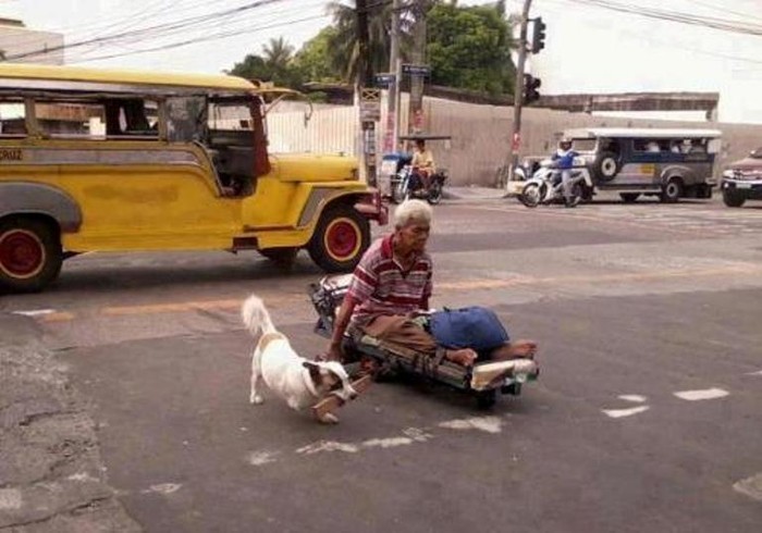 Hình ảnh chú chó khuyết tật kéo xe cho người chủ cũng khuyết tật của nó là minh chứng cho sự trung thành và tình yêu vô đối của loài vật.