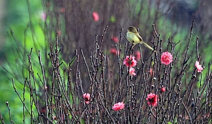Hoa đào cũng bắt đầu nở tại vườn đào Nhật Tân.