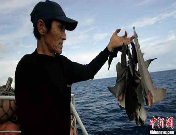 Vi cá mập được cắt, rồi phơi trên tàu ở Indonesia.