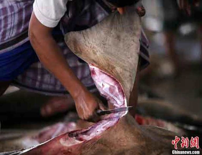 Người đàn ông đang dùng dao cắt vây con cá mập khổng lồ tại chợ chuyên mua bán vây cá mập.