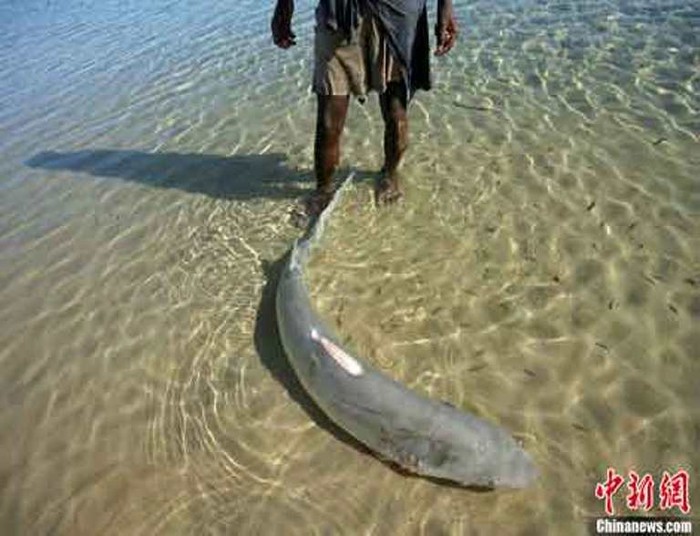 Cá mập bị cắt vi nằm bất động trên biển ở Mozambique.