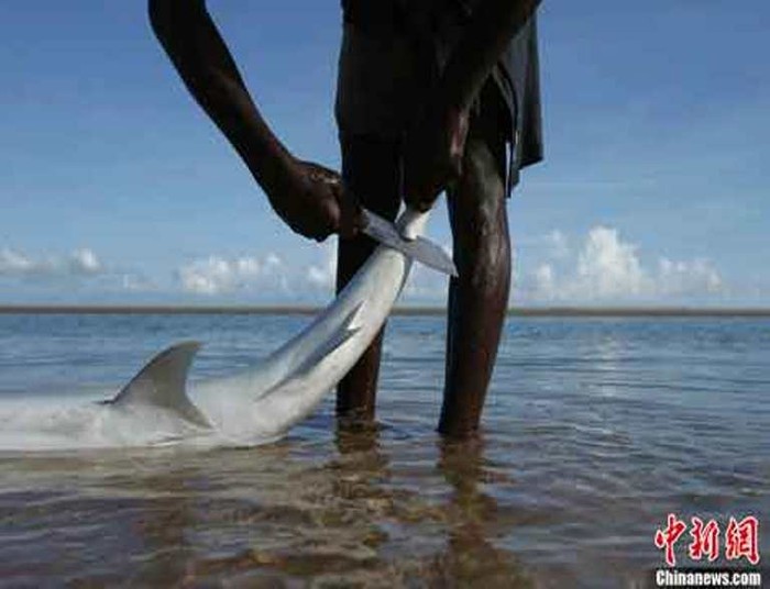 Một ngư dân đang dùng dao cắt vi cá mập. Được biết các thương nhân Đài Loan mỗi tháng một lần lái xe tải men theo bờ biển ở Mozambique đến các điểm tập kết vi cá mập khác nhau để lấy hàng.