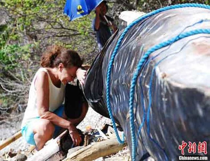 Cắt vây cá mập là hành động vô cùng tàn nhẫn, nhất là đối với động vật được tổ chức quốc tế bảo vệ. Tại Philippines, một phụ nữ đã khóc bên xác một con cá mập bị cắt mất vây.