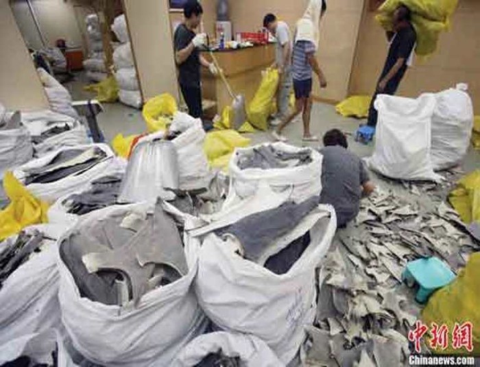 Vi cá mập vận chuyển từ Australia đang được phân loại tại một nhà kho ở Hong Kong.