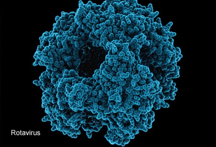 8. Rotavirus: Trước khi có vắc xin khống chế căn bệnh này thì rotavirus là nguyên nhân hàng đầu dẫn đến các ca tử vong ở trẻ nhỏ.