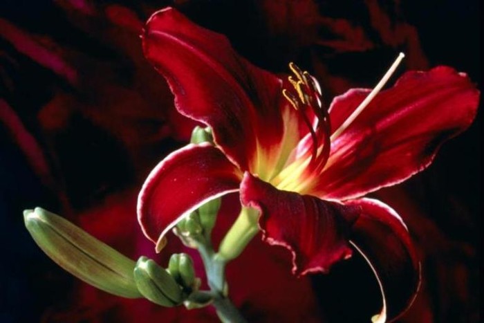 1. Hoa lan: Mùi hương thơm của hoa lan khiến người hưng phấn nên dễ mất ngủ.