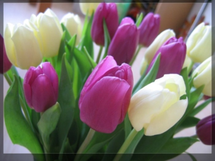 3. Hoa tulip và trinh nữ: Trong loại hoa và cây này có một loại chất chứa kiềm, loại chất hữu cơ có độc, người tiếp xúc nhiều sẽ bị rụng tóc và lông.