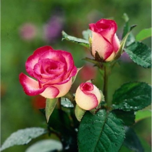 4. Cây hoa hồng: Loại cây này có thể hút rất nhiều khí có hại, tỏa mùi thơm dày đặc khiến cơ thể buồn nôn, ức chế thậm chí khó thở. Vì thế hoa hồng chỉ thích hợp khi cắm ở những chỗ có không gian rộng như phòng khách, hội trường