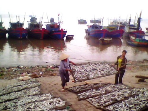 Người dân huyện Tĩnh Gia đang phơi cá với hóa chất diệt côn trùng.