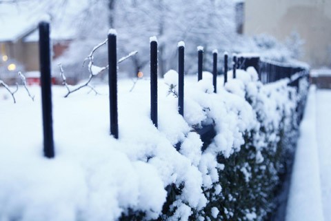 Hàng rào đầy tuyết