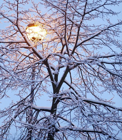 Đèn thắp sáng cây phủ đầy tuyết.