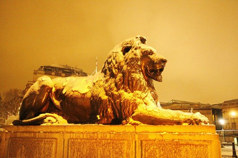 Con sư tử khổng lồ ở quảng trường Trafalgar.
