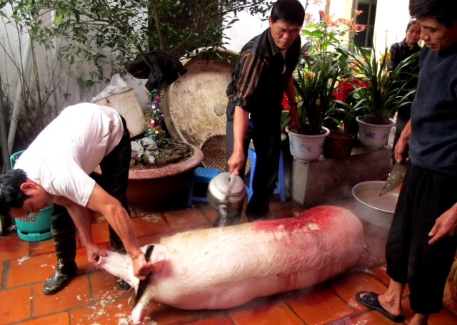 Mỗi xóm phải thịt một con lợn to để rước lên đình. Nhưng có điều con lợn dâng tế phải được chăm sóc trong điều kiện đặc biệt và được gọi là “ông lợn”.