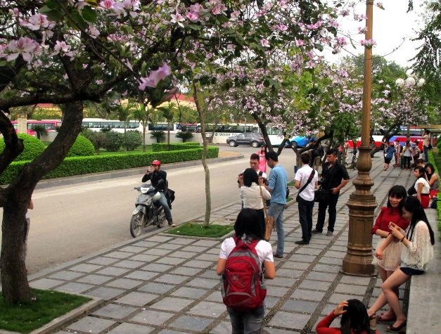 Những cây Ban ra hoa nở rợn ngợp hai bên đường Bắc Sơn đối diện với lăng Bác bừng lên với sắc tím và trắng