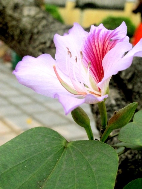 Ban thường có năm cánh, nhị hoa có vị ngọt nên mới có tên “ban” (hoa ngọt – tiếng Thái).