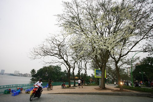 Trên các tuyến đường Thanh Niên, phố Trần Hưng Đạo, Phan Chu Trinh, Phan Đình Phùng, Hoàng Diệu, thậm chí cả phố cổ có rất nhiều hoa sưa.