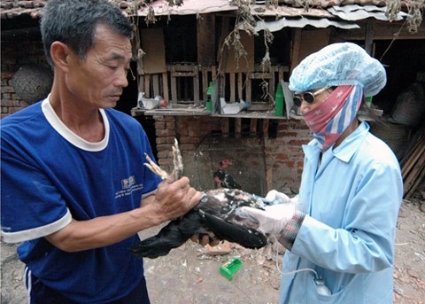 Tiêm vaccin phòng chống cúm gia cầm H5N1, nhưng chưa có vaccin phòng cúm A/H7N9. Ảnh: Trần Minh.