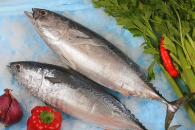 Cá ngừ rất dễ nhiễm độc tố scombrotoxin.