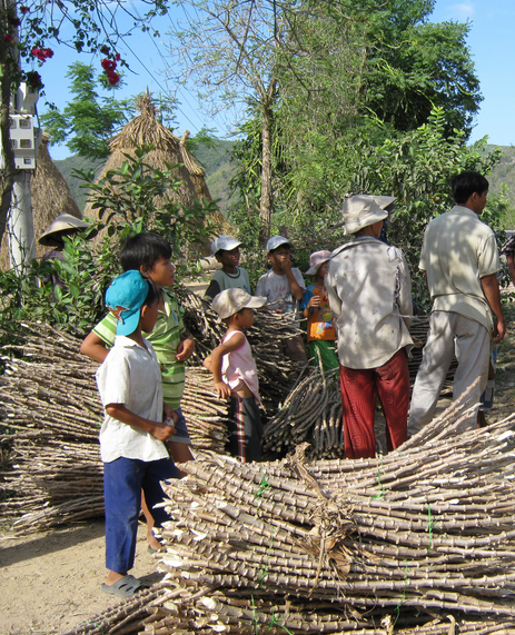 Nhiều người ở huyện Đồng Xuân đổ xô chặt cây sắn về bán cho thương lái.