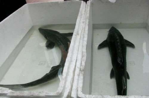 Cá tầm Trung Quốc (phải) béo và thân ngắn. Cá tầm Việt Nam thân thon dài, da sáng và trơn hơn cá tầm ta