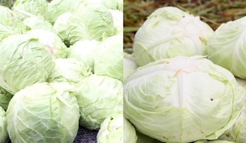 Bắp cải Trung Quốc thường được bọc trong túi lưới, dạng tròn, to bằng nắm tay, xanh nhạt, lá xoăn (trái). Còn bắp cải ta to, màu trắng (phải).
