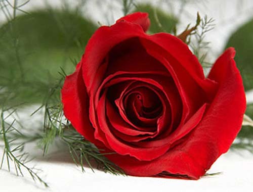 Hoa hồng: Theo y học cổ truyền, hoa hồng có vị ngọt, tính ấm,tác dụng hoạt huyết, điều kinh, tiêu viêm, tiêu sưng. Người Trung Quốc và nhiều nước châu Á đã dùng hoa hồng để chữa bệnh từ rất lâu đời.