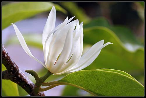 Hoa ngọc lan chủ yếu dùng để uống trà, trà hoa ngọc lan có công dụng làm đẹp da, giúp quá trình trao đổi chất trong cơ thể được tốt hơn.