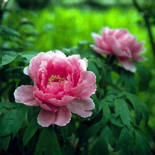 Mẫu đơn là loài hoa vương giả sang trọng ở Trung Quốc biểu tượng cho sự giàu có, thịnh vượng, sắc đẹp. Ở Nhật Bản, Mẫu Đơn tượng trưng cho cuộc hôn nhân hạnh phúc với nhiều con cháu.