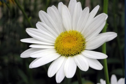 Hoa cúc trắng: Đây cũng là loại hoa dùng để pha trà rất tốt cho sức khỏe. trà này có công dụng làm nhuận da khiến da trở nên hồng hào và thanh nhiệt, giải độc.